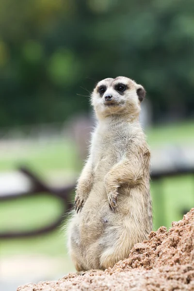 stock image Meerkats