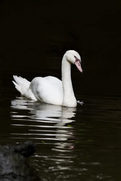 Cisne blanco con reflejos sobre el agua —  Fotos de Stock