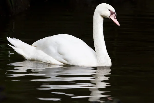 Cisne blanco con reflejos sobre el agua —  Fotos de Stock