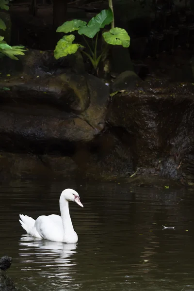 Cygne blanc avec reflextion sur l'eau — Photo