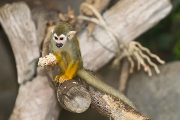 Macaco de esquilo em um ramo — Fotografia de Stock