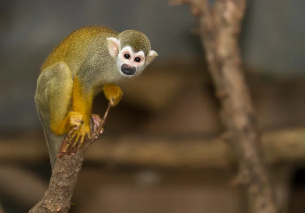 Σκίουρος μαϊμού σε ένα υποκατάστημα — Φωτογραφία Αρχείου