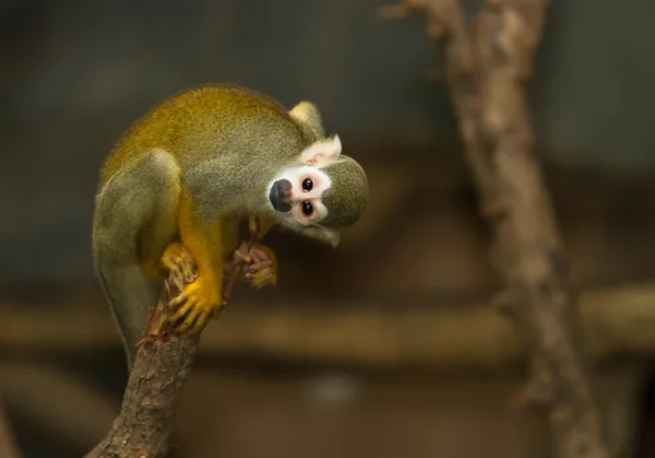 Macaco de esquilo em um ramo — Fotografia de Stock