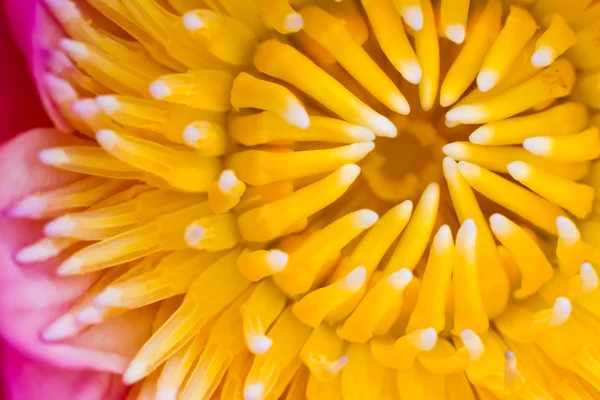Lotus petals — Stock Photo, Image