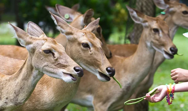 stock image Deer