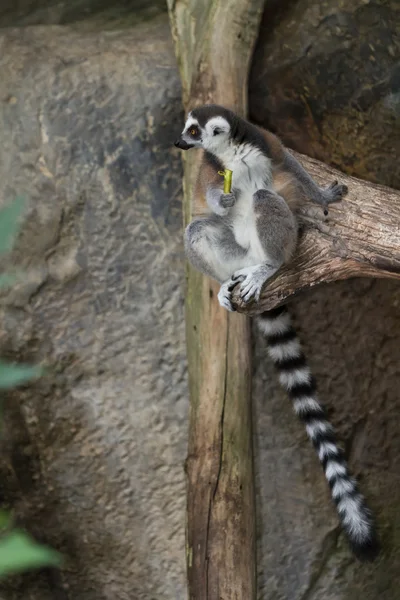 Lemur-de-cauda-anelada — Fotografia de Stock