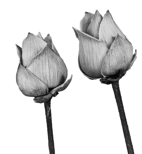 Černé a bílé lotus — Stock fotografie