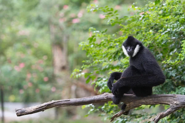 White Cheek Gibbon — Stock Photo, Image