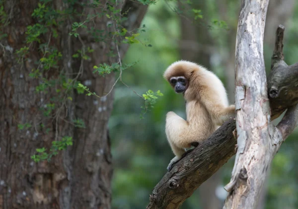 Gibbon aux mains blanches ou Lar Gibbon — Photo