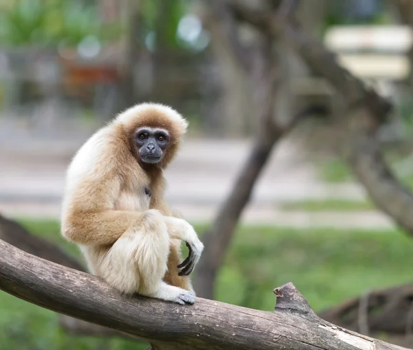 Gibbon mano blanca o Lar Gibbon — Foto de Stock