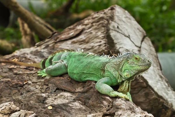 stock image Iguana