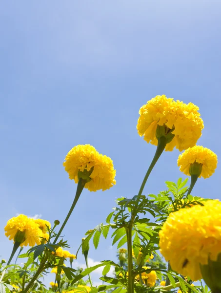 Marigold flowers — Stock Photo, Image