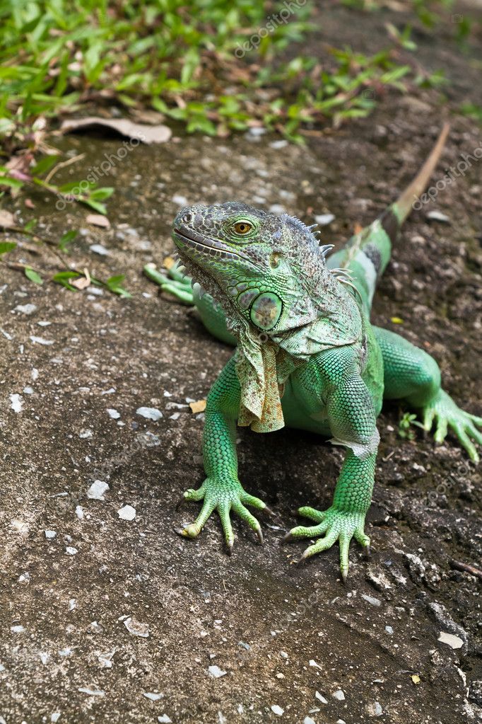 Iguana Stock Photo by ©suriyaphoto 12315879