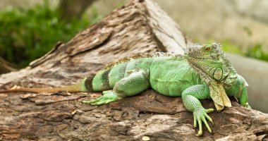 Iguana