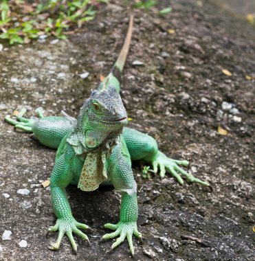 Iguana