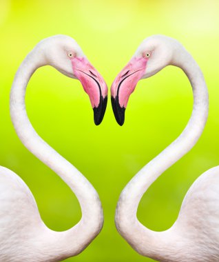 Couple of flamingos make a heart shape clipart