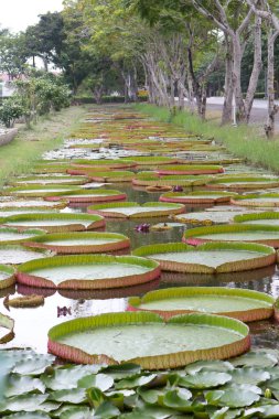 Lotus yaprağı