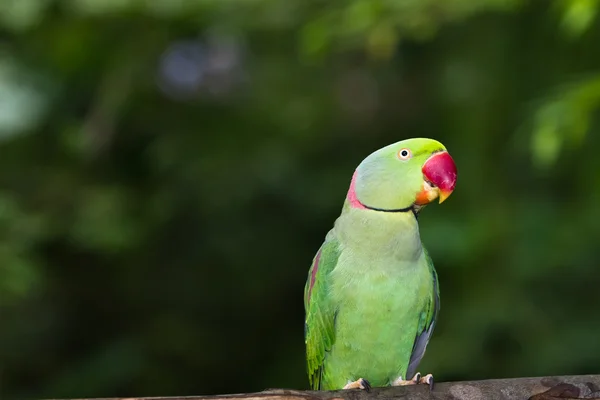 Pájaro loro verde —  Fotos de Stock