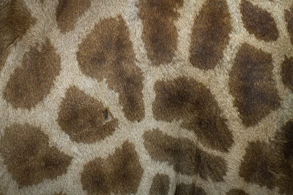 Äkta läder flår av giraff — Stockfoto