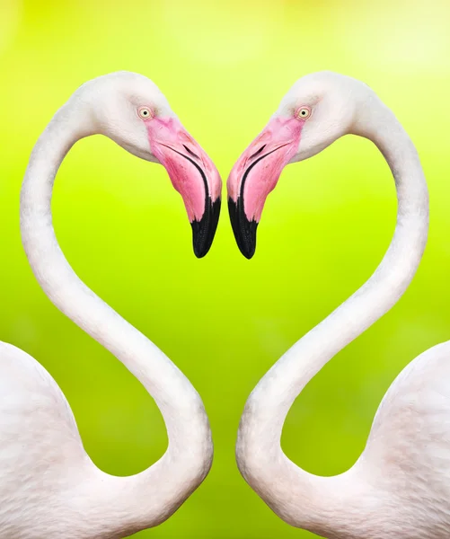 stock image Couple of flamingos make a heart shape