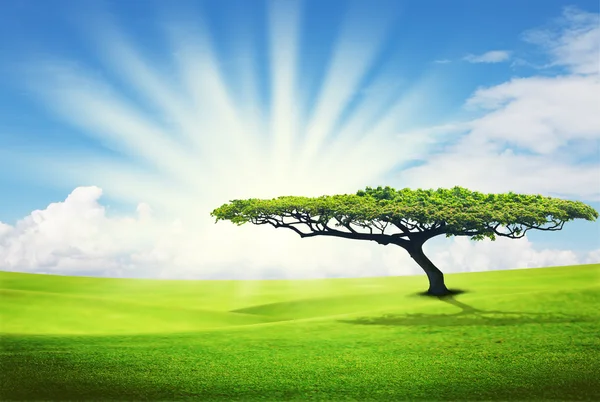 Одинокое дерево на траве — стоковое фото