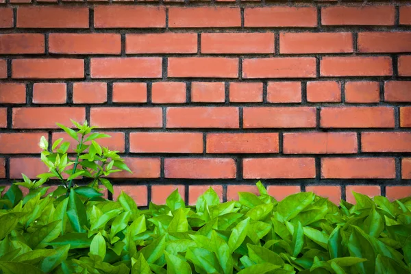 Brick and leaves for your background — Stock Photo, Image