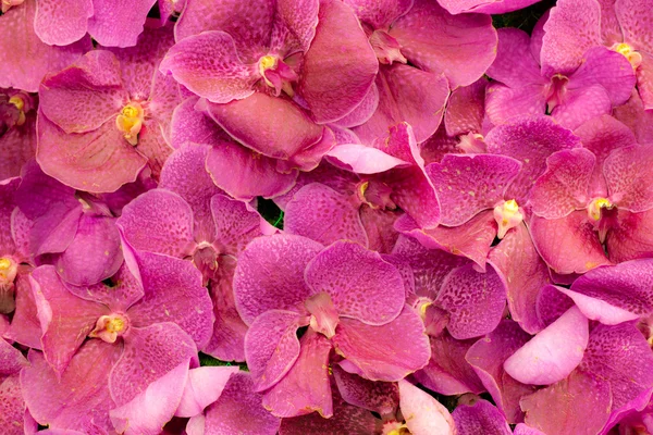 ピンクの蘭の背景 — ストック写真