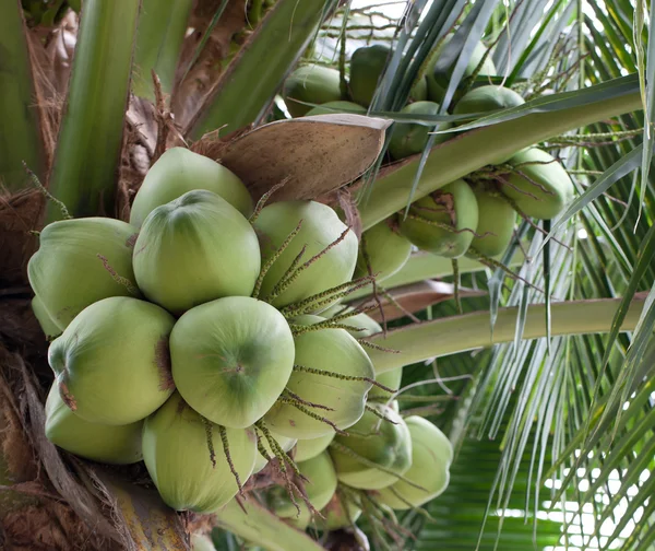 stock image Green coconut