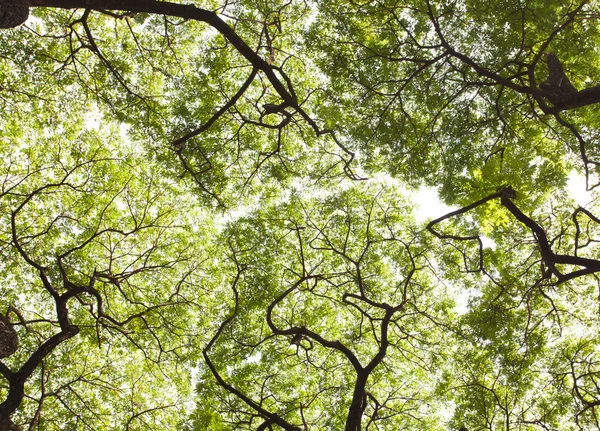 stock image Leaves with braches of trees