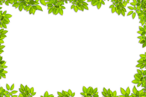 Leaves use for background