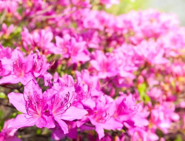 Fondo flores rosadas —  Fotos de Stock