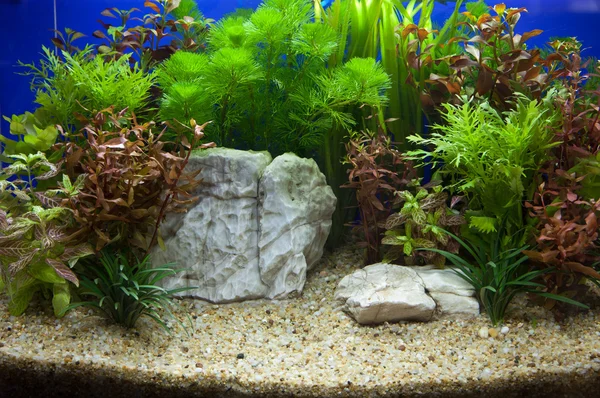 Rostlinné akvárium — Stock fotografie