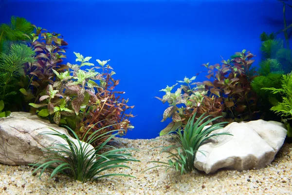 Akwarium roślinne — Zdjęcie stockowe