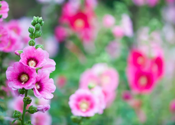 Flores lindas — Fotografia de Stock