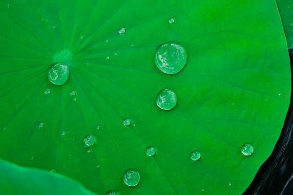 Foglia di loto con goccia d'acqua — Foto Stock