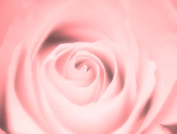 Rose rose flou — Photo