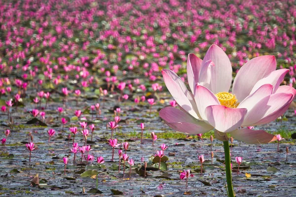 Bellissimo loto rosa — Foto Stock