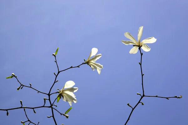 stock image Blossoming of magnolia trees against blue sky during spring