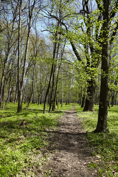 봄에 푸른 숲으로 가는 길 — 스톡 사진