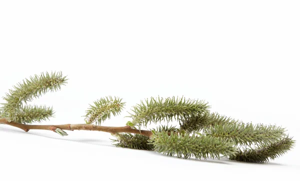 Gren med knoppar blommande willow isolerad på en vit bak — Stockfoto