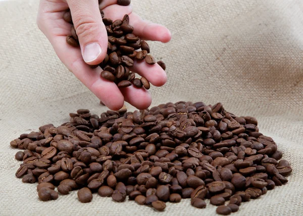 Female hand with coffee beans, isolated on sacking. — Stock Photo, Image