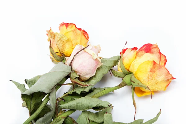 Suché růže na bílém pozadí. — Stock fotografie