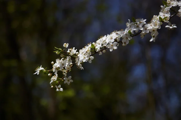 Spring blossom: cherry blossom branch. — Stock Photo, Image