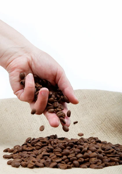 Kvinnlig hand med kaffebönor, isolerad på säckväv. — Stockfoto