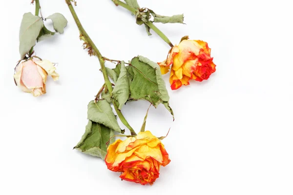 Trockene Rosen auf weißem Hintergrund. — Stockfoto