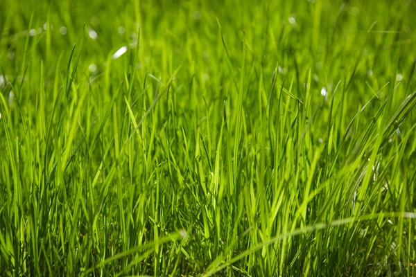 Friske grønne græs . - Stock-foto