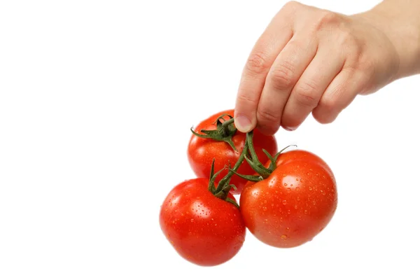 stock image Beautiful woman's hand holds a fresh tomato, isolated on white.