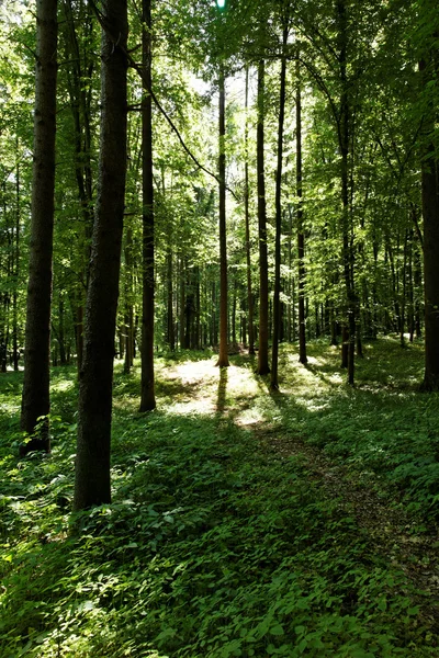 Zonneschijn in het groene bos — Stockfoto