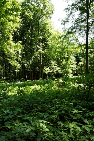 Sole nella foresta verde — Foto Stock