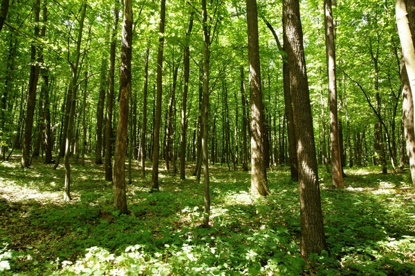 Zonneschijn in het groene bos — Stockfoto
